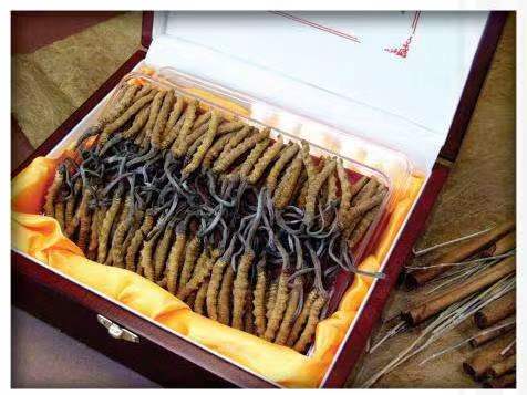 崖城镇冬虫夏草回收